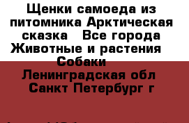 Щенки самоеда из питомника Арктическая сказка - Все города Животные и растения » Собаки   . Ленинградская обл.,Санкт-Петербург г.